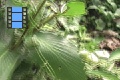 Scene 84_hssflight_Following Oressinoma typhla